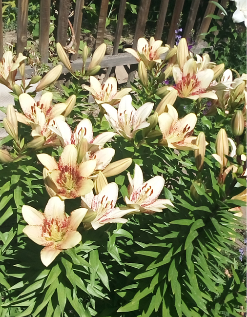 Лилия Изи Спот 